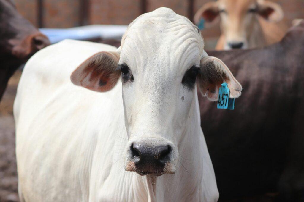A detailed close-up image of a white cow with an ear tag on a farm.
